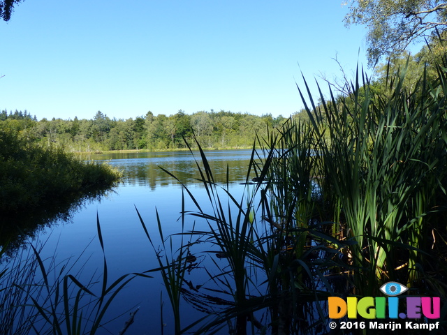 FZ032342 Lake in forest